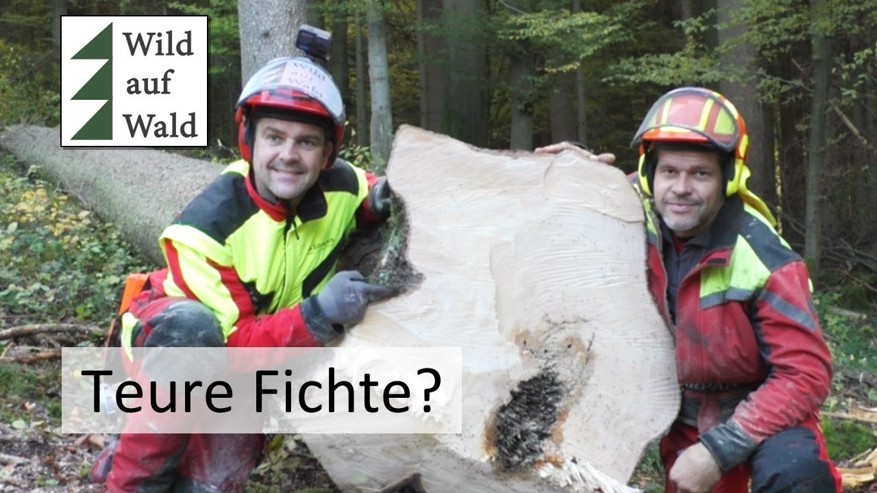 🌲Baum wird gefällt, WERTVOLLES Möbelholz? Erster Eindruck Husqvarna 540 XP Mark 3 #wildaufwald