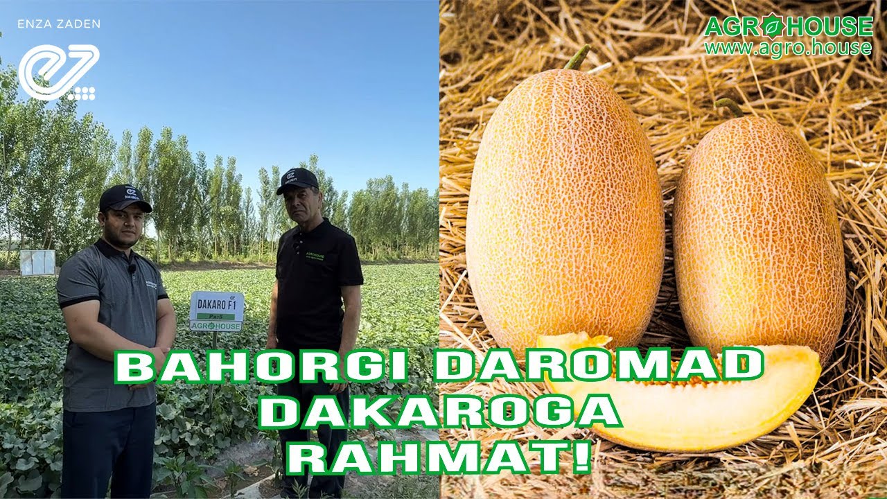 Bahorgi daromad-Dakaroga rahmat! #qovun #қовун #ковун #agrohouse #dakaro