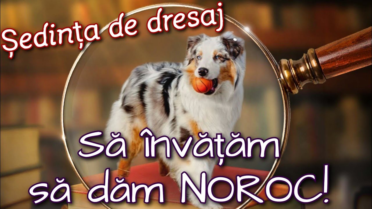 LECȚIA DE DRESAJ. Să &icirc;nvățăm să dăm NOROC!