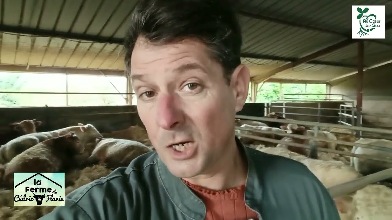 Les taurillons dehors, 2 ème partie 