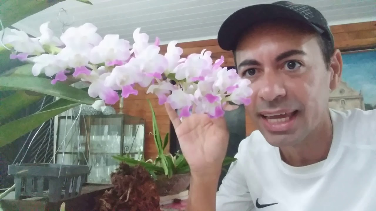 SUPER ADUBO ORGÂNICOS PRA VANDAS APRENDA PASSO A PASSO A ORQUÍDEA AÉREA