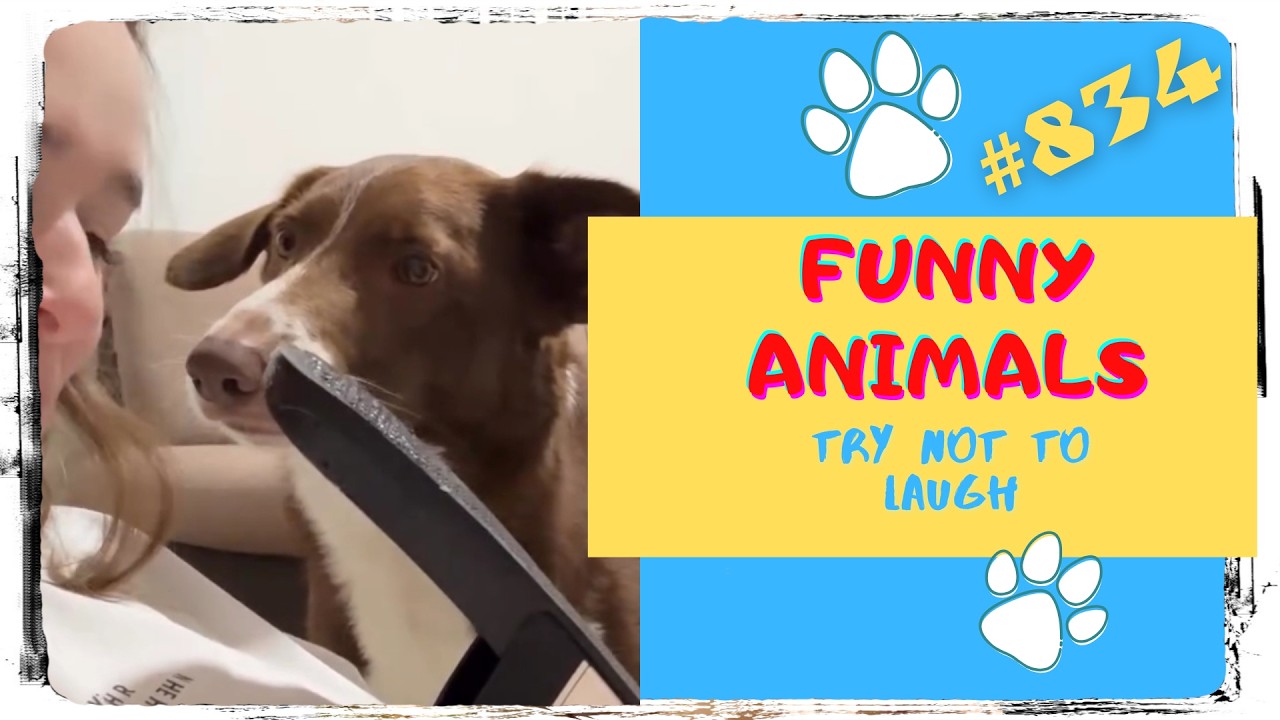 Смешные видео 😂 Развлечения с животными 😹 Неудачные моменты с животными - 834 #животныедляптиц