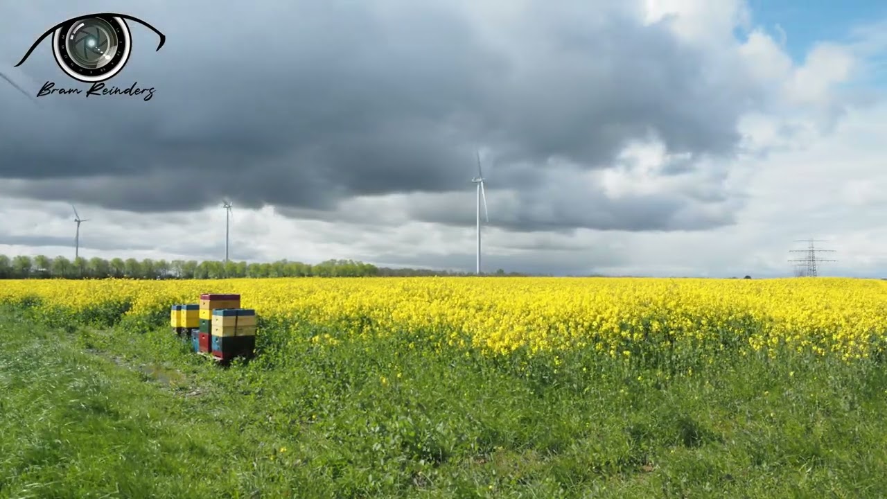 A timelapse of 600 photos at a rapeseed field in Farmsum
