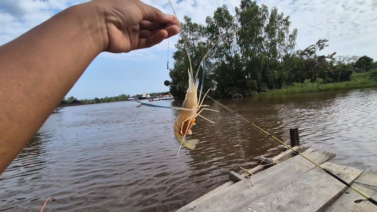 Udang galah betina dewasa dapat membawa sekitar 30.000 hingga 140.000 butir telur per ekor. Rilis ya