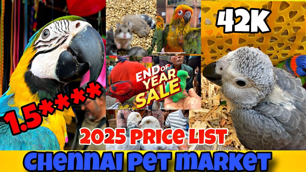 💥Chennai Pet Market 2025 🐦🐹 | Exotic Birds, Pets, Accessories & Legal Pet guie