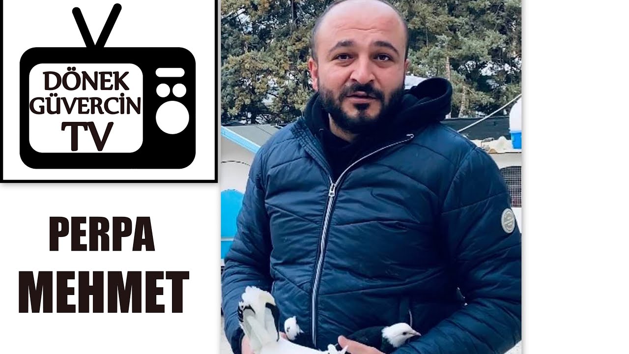 Dönek Güvercin Dönüş Perpa Mehmet Güvercin Alınırken ...