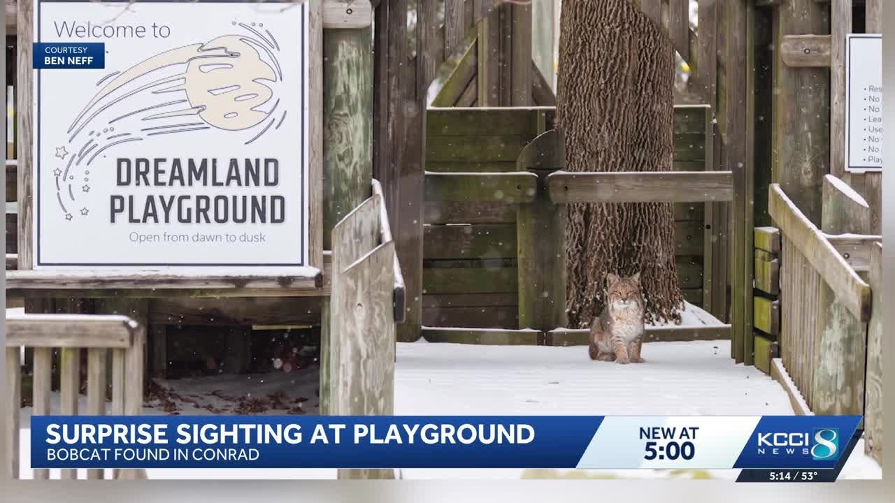 Rare bobcat sighting surprises Iowa playground visitors