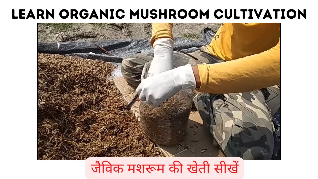 Organic Oyster & Milky Mushroom Cultivation step by step method  | How to grow mushrooms Easily