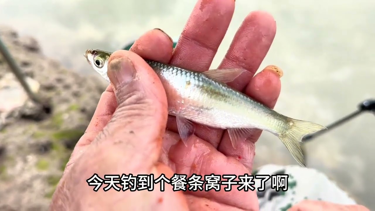 在两边有丝网夹缝中求生，还能钓到半盆鱼··· #聚鱼多 #方块饵 #今晚吃鱼二代 #钓鱼的乐趣只有钓鱼人懂