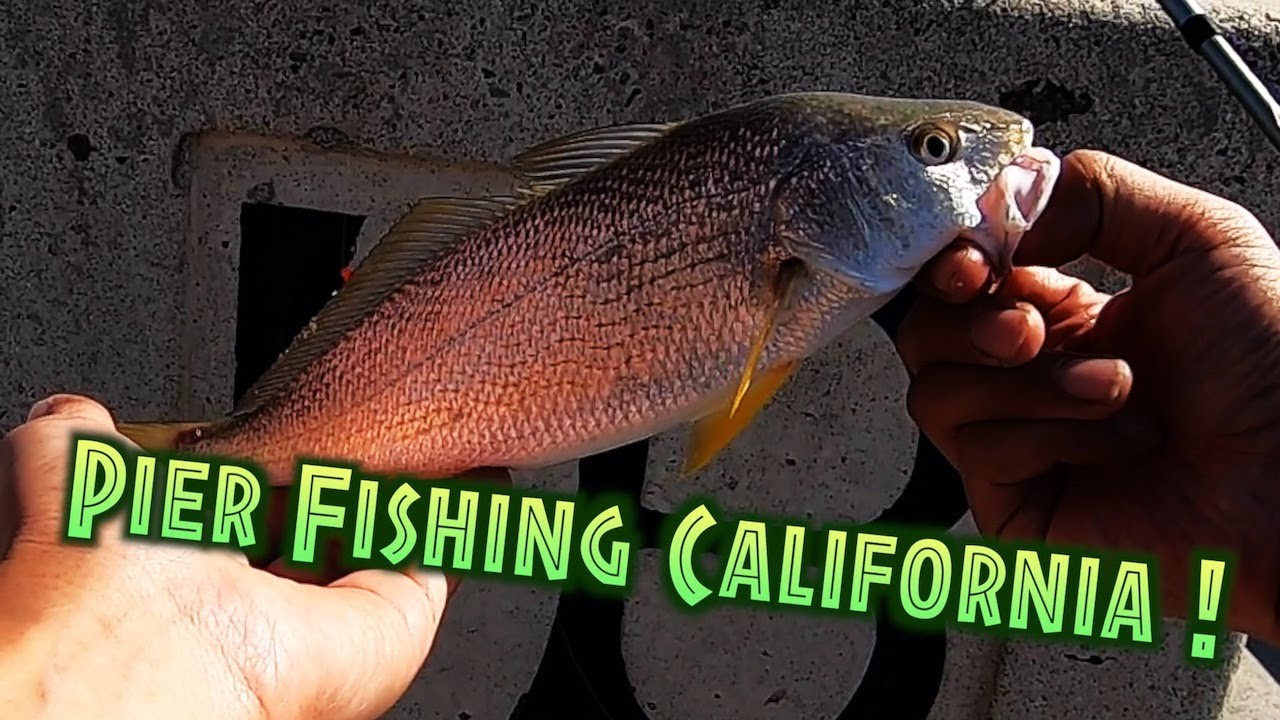 Pier fishing Southern California! Caught Yellowfin croaker. Fishing in California.