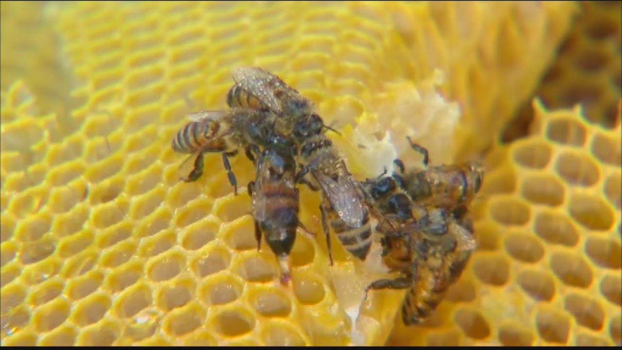 Cannabis company uses eco-friendly tips to grow flowers, help bees