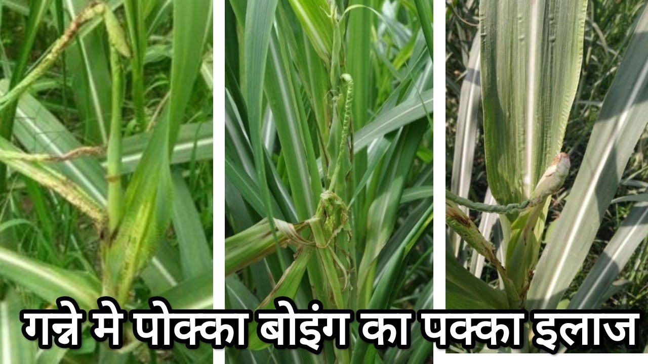 गन्ने में पोक्का बोइंग का इलाज ( लक्षण,पहचान, इलाज )