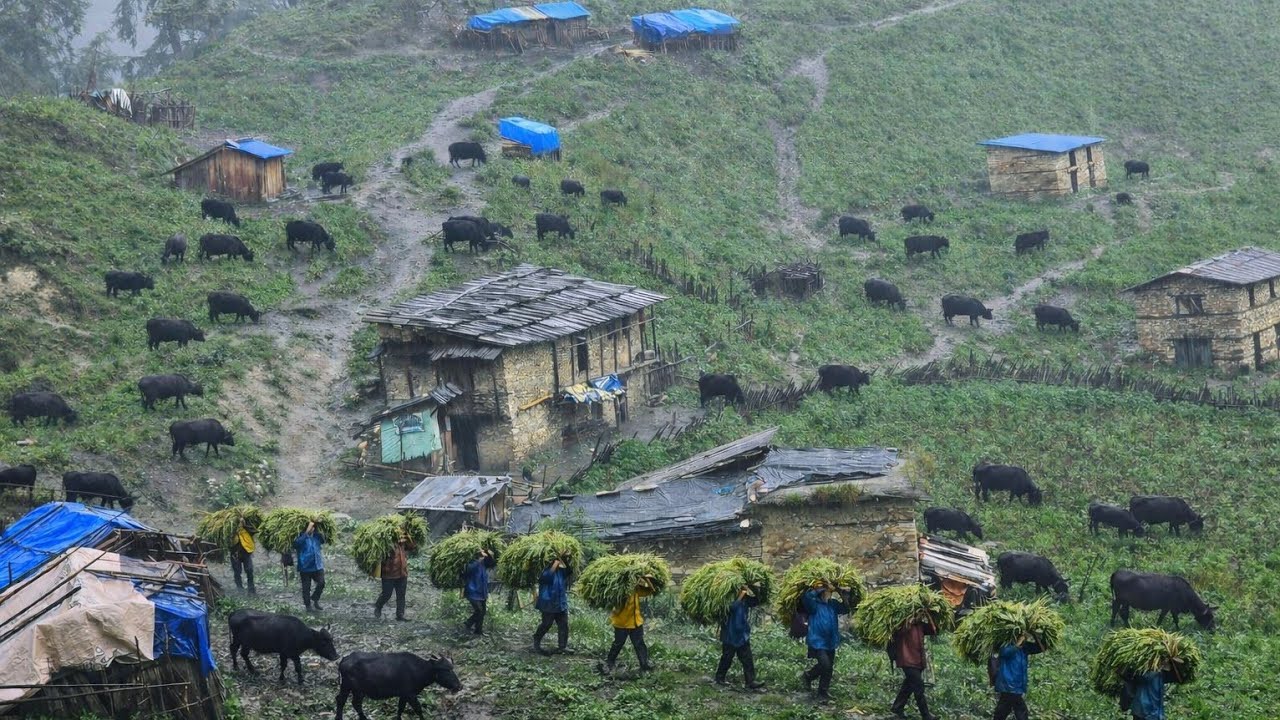 This Is Himalyan Nepali Mountain Village Life Heavy Rainy Day |Neturelly Village Dacumentary Video |