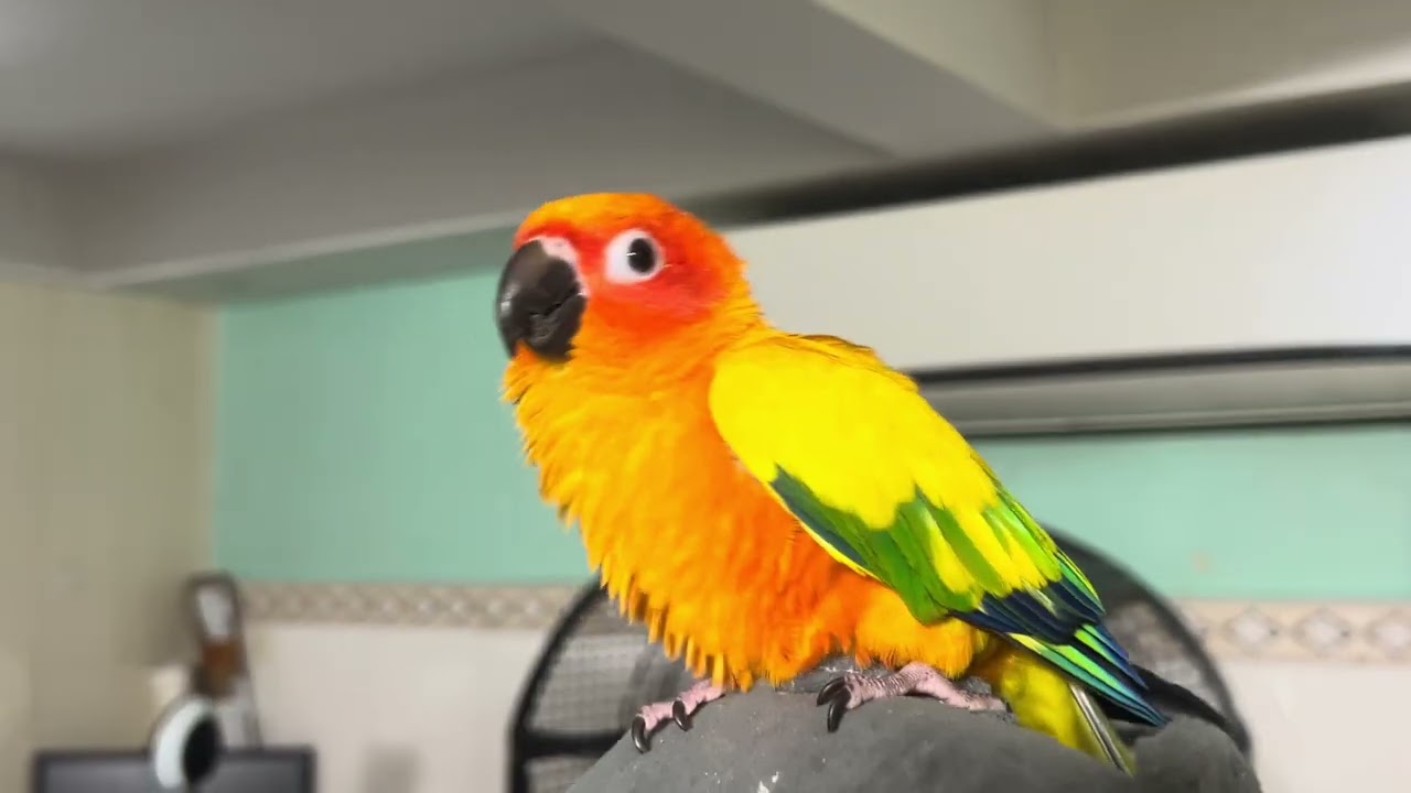 Julie dancing | Parrot dancing 