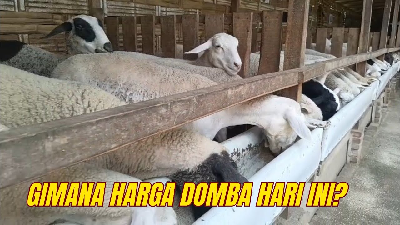 HARGA DOBA HARI INI‼️TERBARU di AURA Farm Trenggalek❤️‍🔥❤️‍🔥