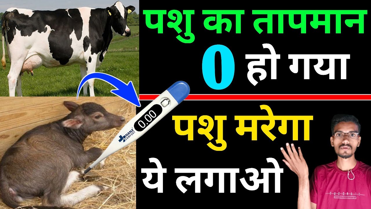 पशु का तापमान [ 0 ] हो गया क्या करें | Low temperature in cattle | low temperature in calf | Dexona