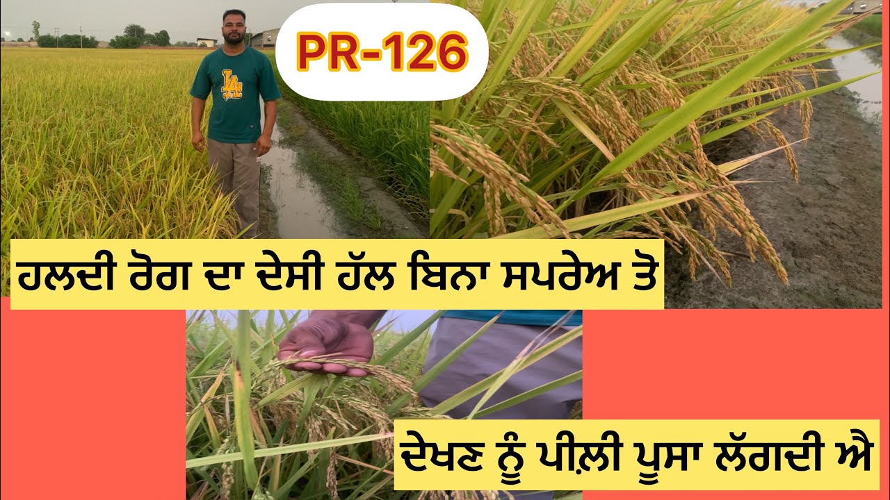 ਇਹੋ ਜਿਹਾ ਝੋਨਾ ਨੀ ਦੇਖਿਆਂ ਦੇਖਣ ਨੂੰ ਤਾਂ ਲੱਗਦਾ ਈ ਨੀ ਵੀ pr -126 ਐ  ਲੱਗਦਾ ਪੀਲ਼ੀ ਪੂਸਾ #paddy #126