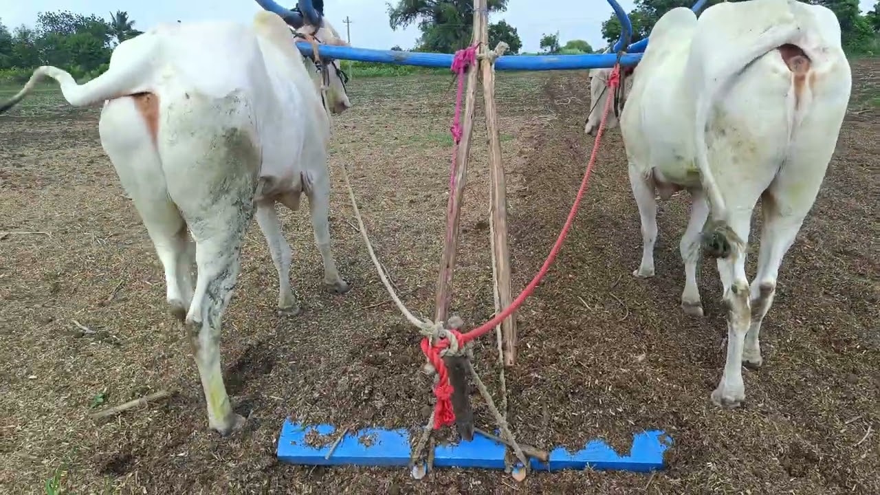 💯💯❣️🐂HARAGU D U Kannada 🐂🐂❣️💯💯💯🫳🙋🌹🌹