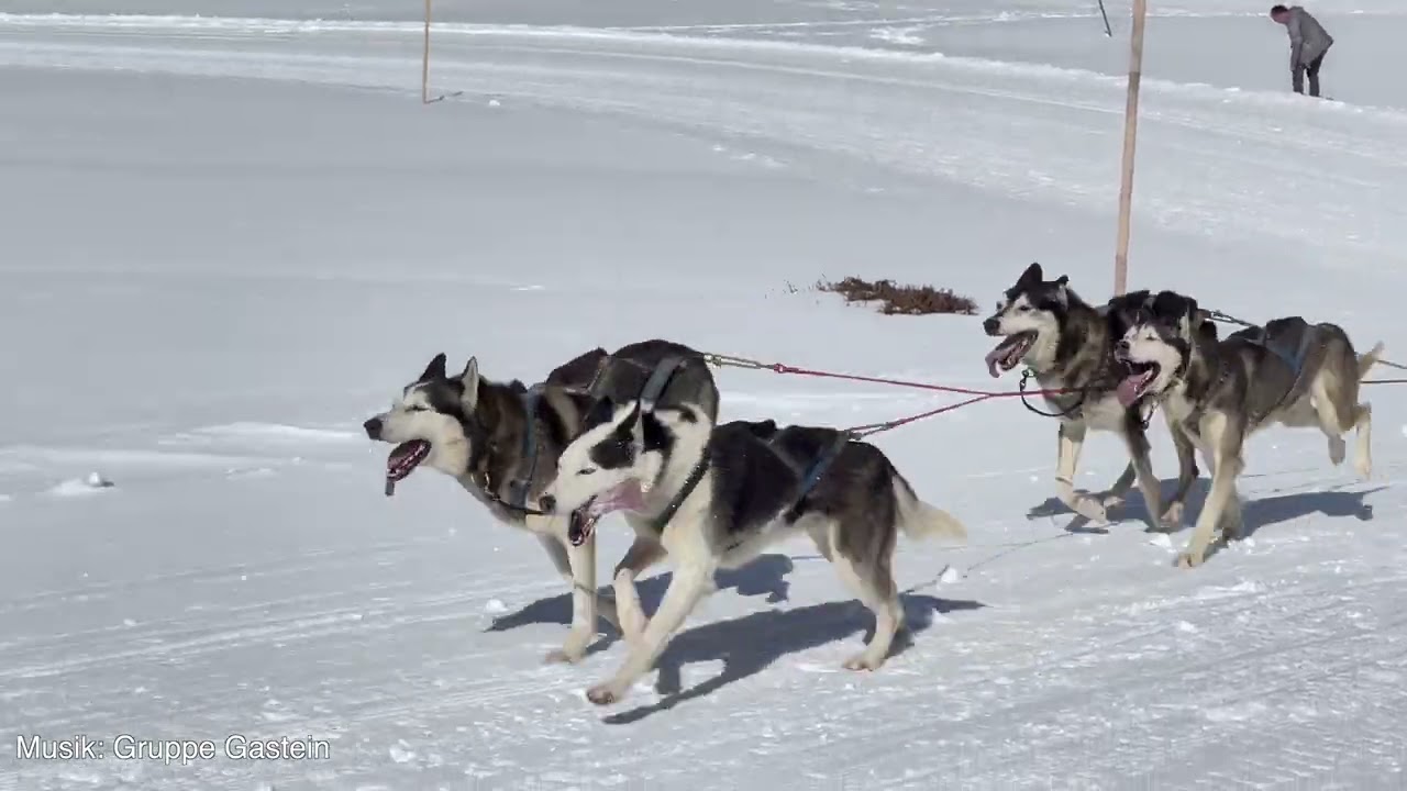 Schlittenhunderennen  Bad Gastein - Sportgastein  2023