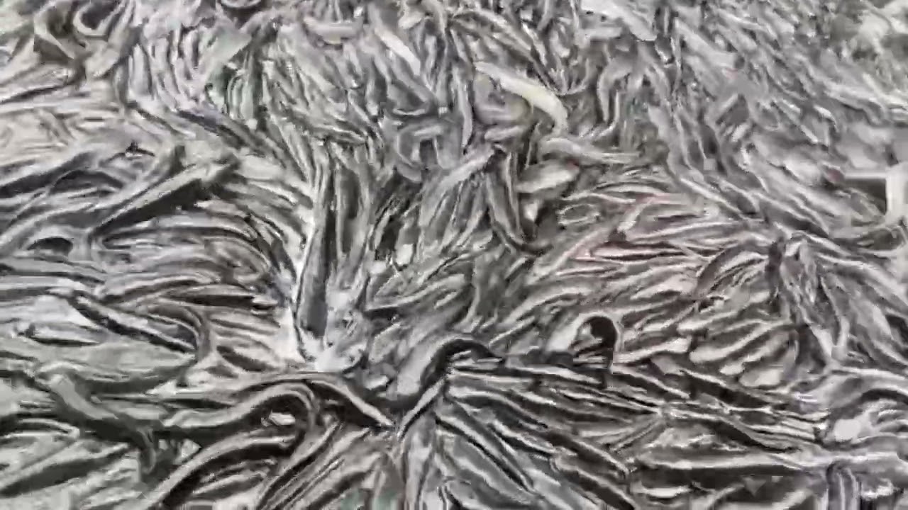 விரால் மீன் வளர்ப்பு முறை 
