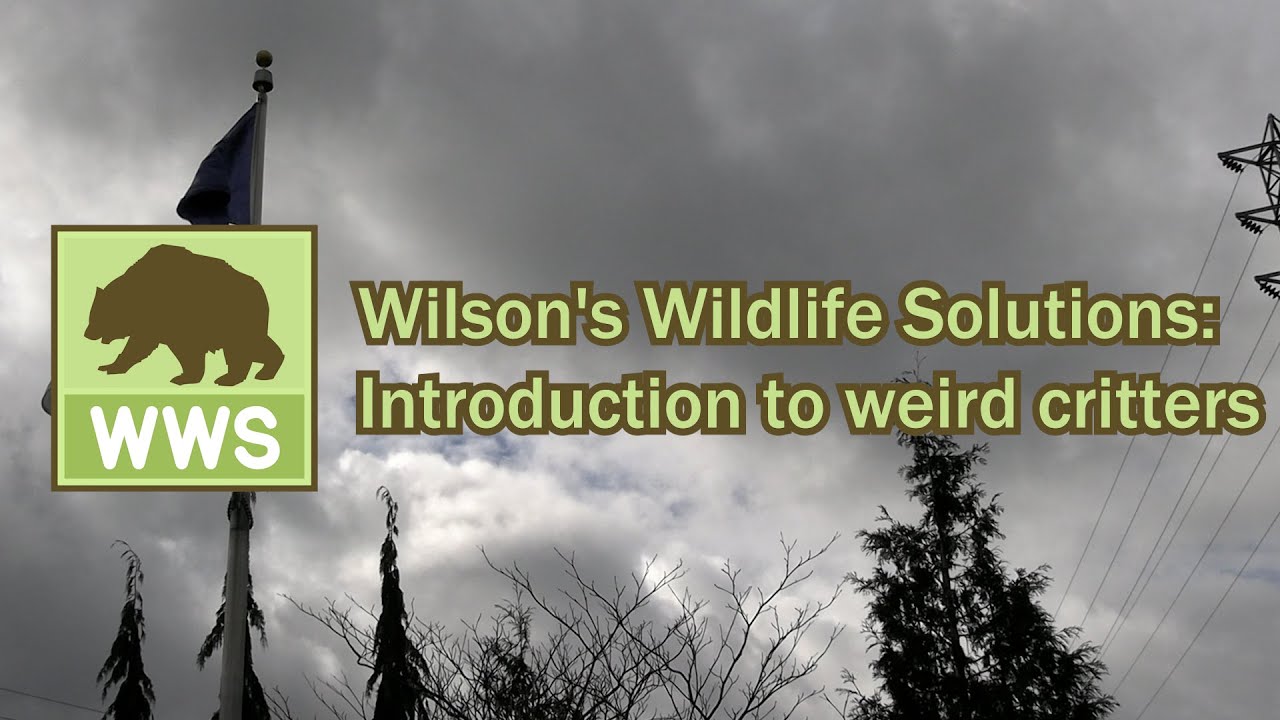 Wilson's Wildlife Solutions: Intro to Weird Critters