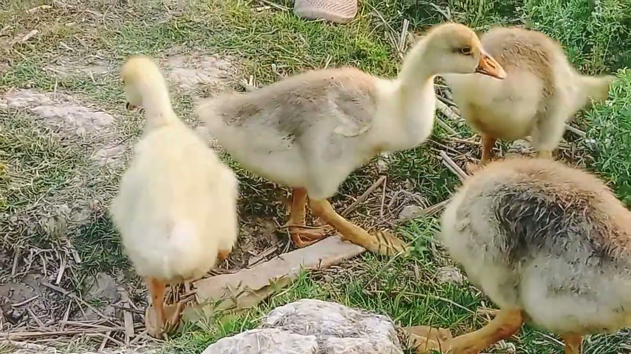 Free Range Life of Rajhans 🐾 | খোলা জায়গায় রাজহাঁসের জীবন #GooseFarming