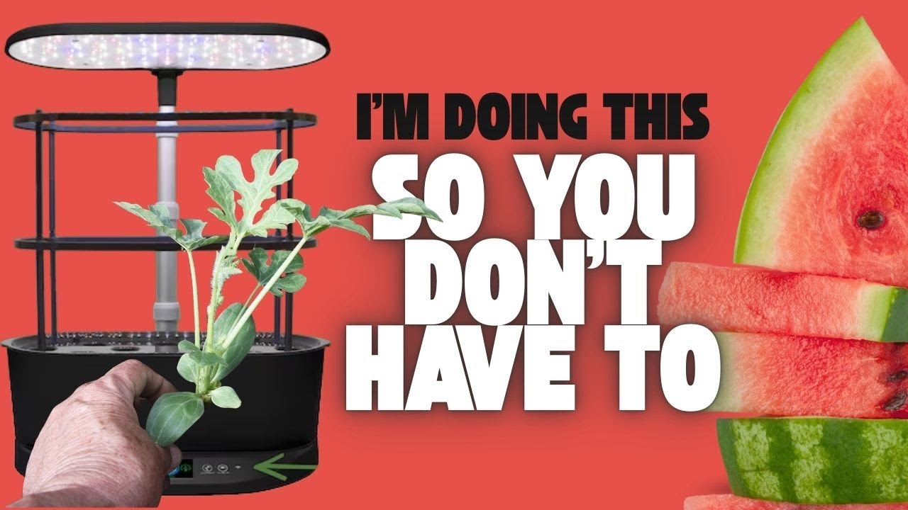 Growing Watermelon in an AeroGarden Bounty: What REALLY Happens | Indoor Hydroponics