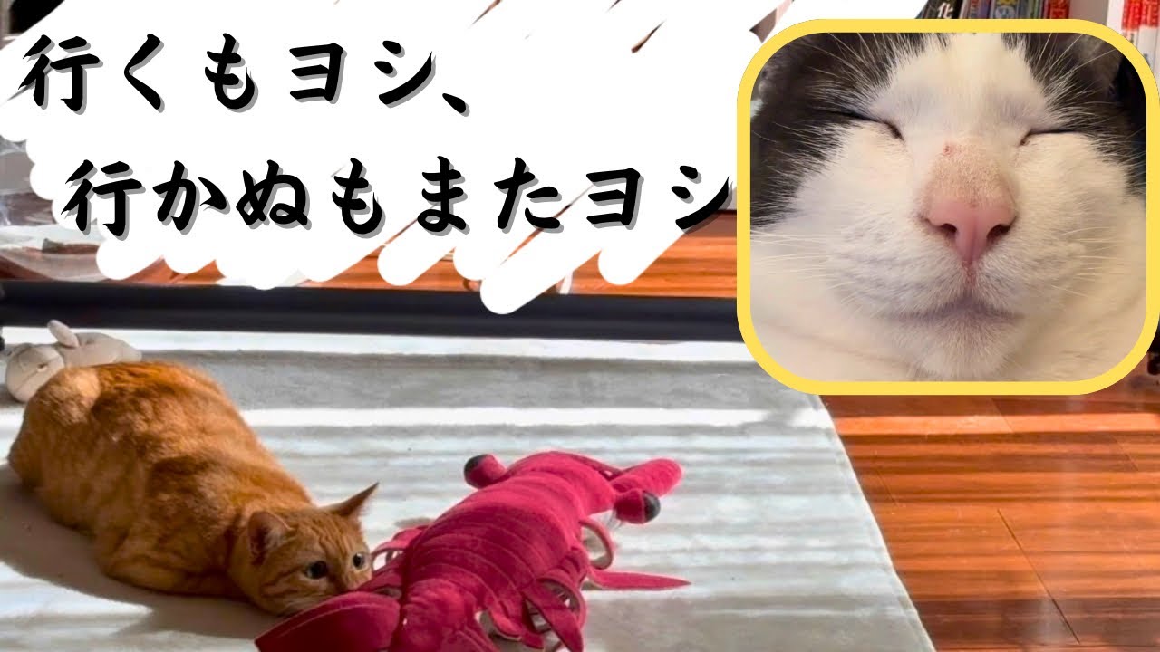 上手く遊べない預かり猫を見守る禅猫師匠の有り難きお言葉