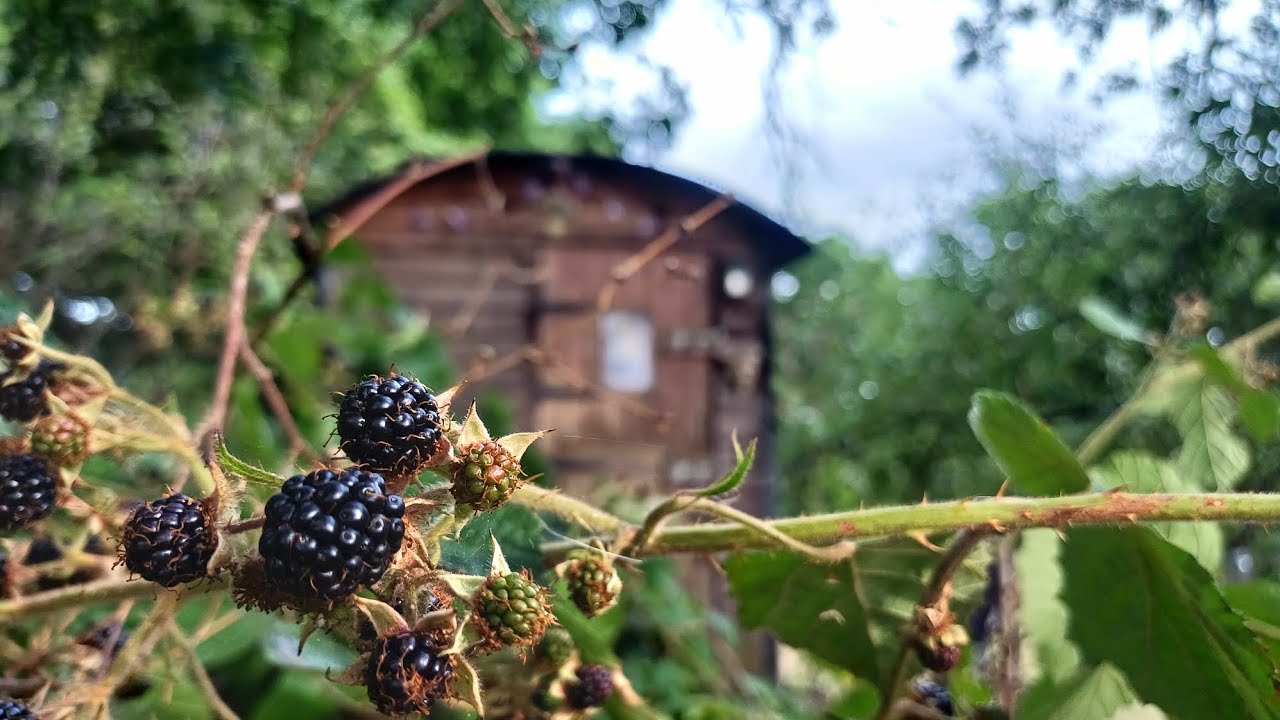 Foraging for berries to make Syrup for Winter Health.. 