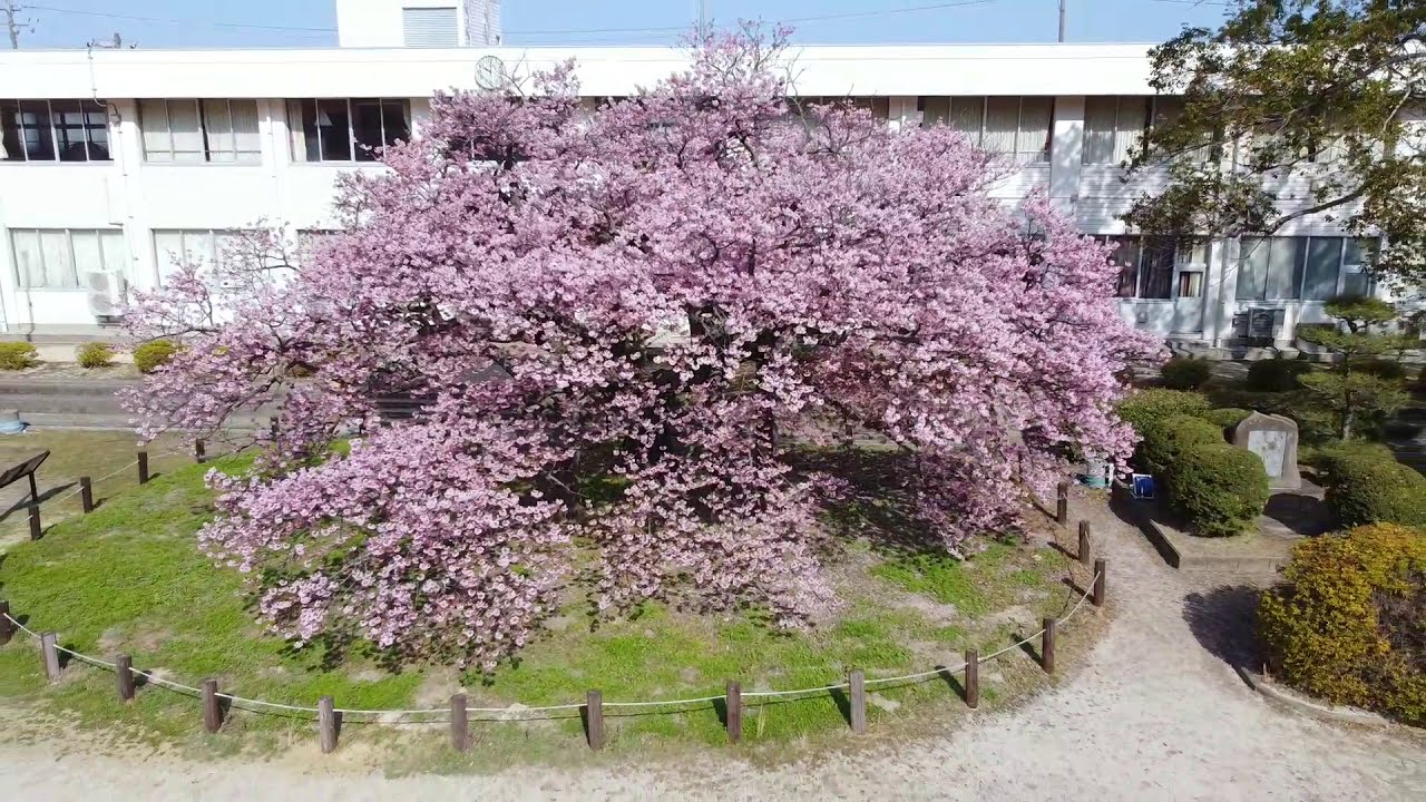 防府市　向島　蓬莱桜（2021.3.8撮影・ショートバージョン）