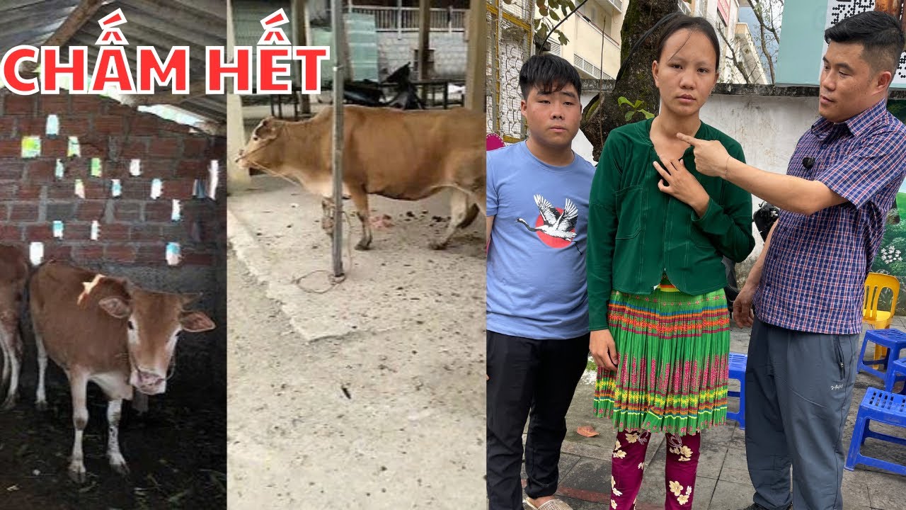 Cuộc Đời Vợ Chồng Em Cáy Chấm hết Làm Liều Lấy Bò Đổi Gà l A Nông TV official