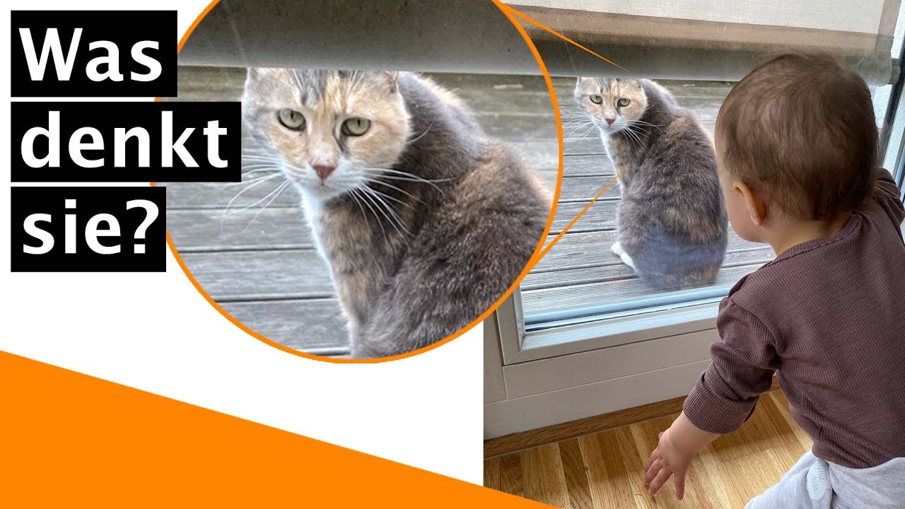 Tierkommunikation / Telepathie im Test - Stresst mein Baby meine Katze?