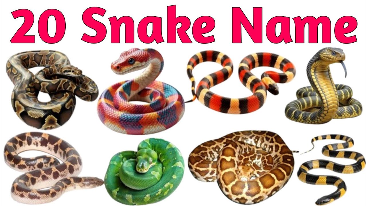20 बच्चों के लिए सांपों के नाम | 20 Snake Names in English for Kids | Fun & Easy Snake Names Video