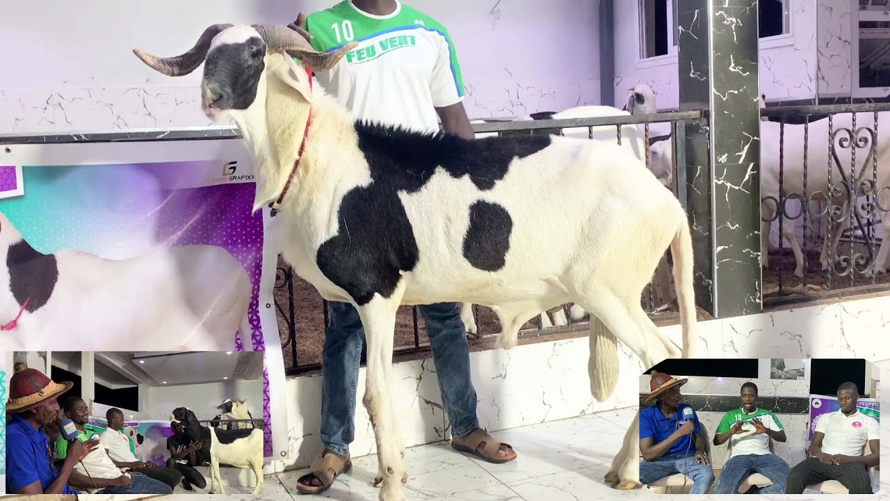 WAX TANN AK WA FEU VERT AGRO BUSINESS 1ere partie