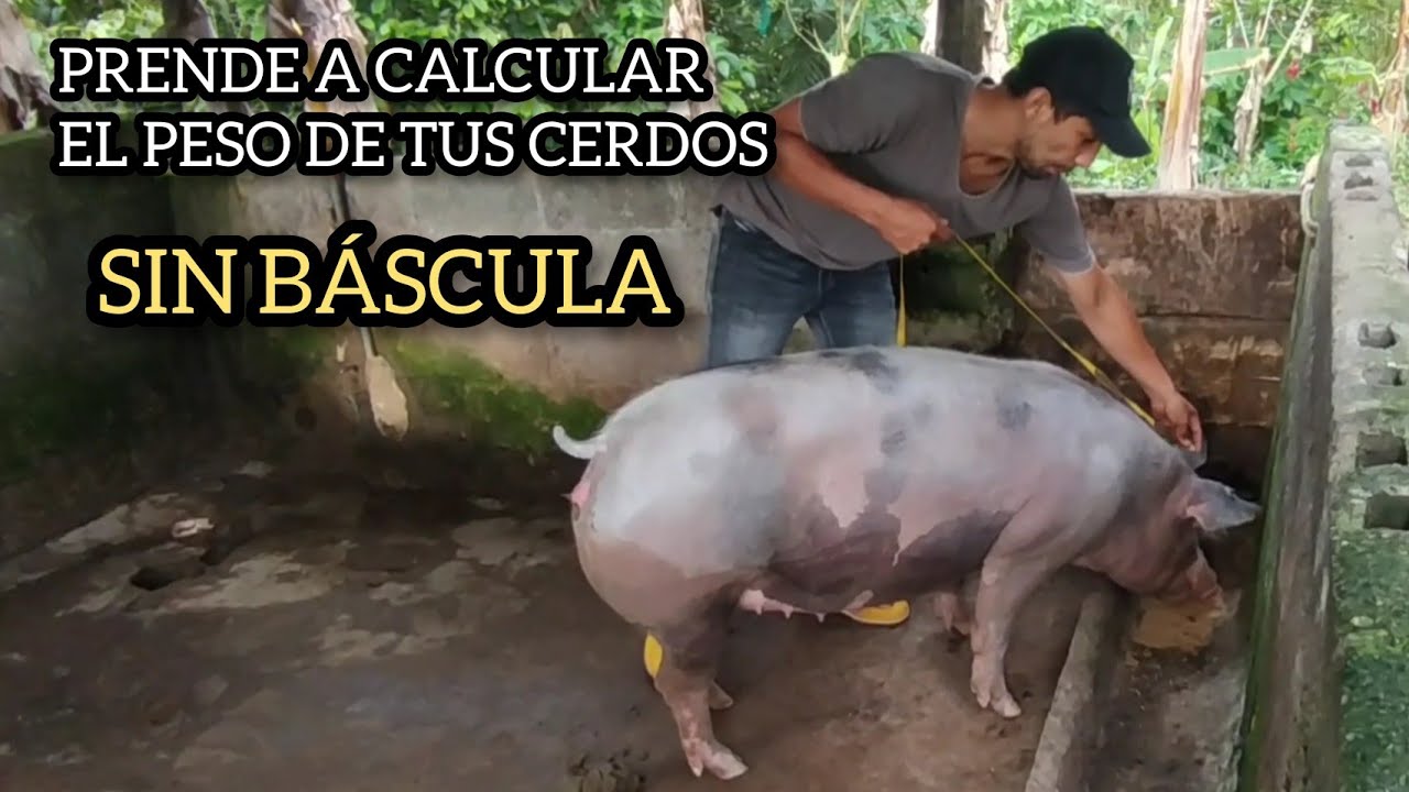CÓMO CALCULAR EL PESO VIVO DE MI CERDO🐷 SIN NECESIDAD DE UNA 