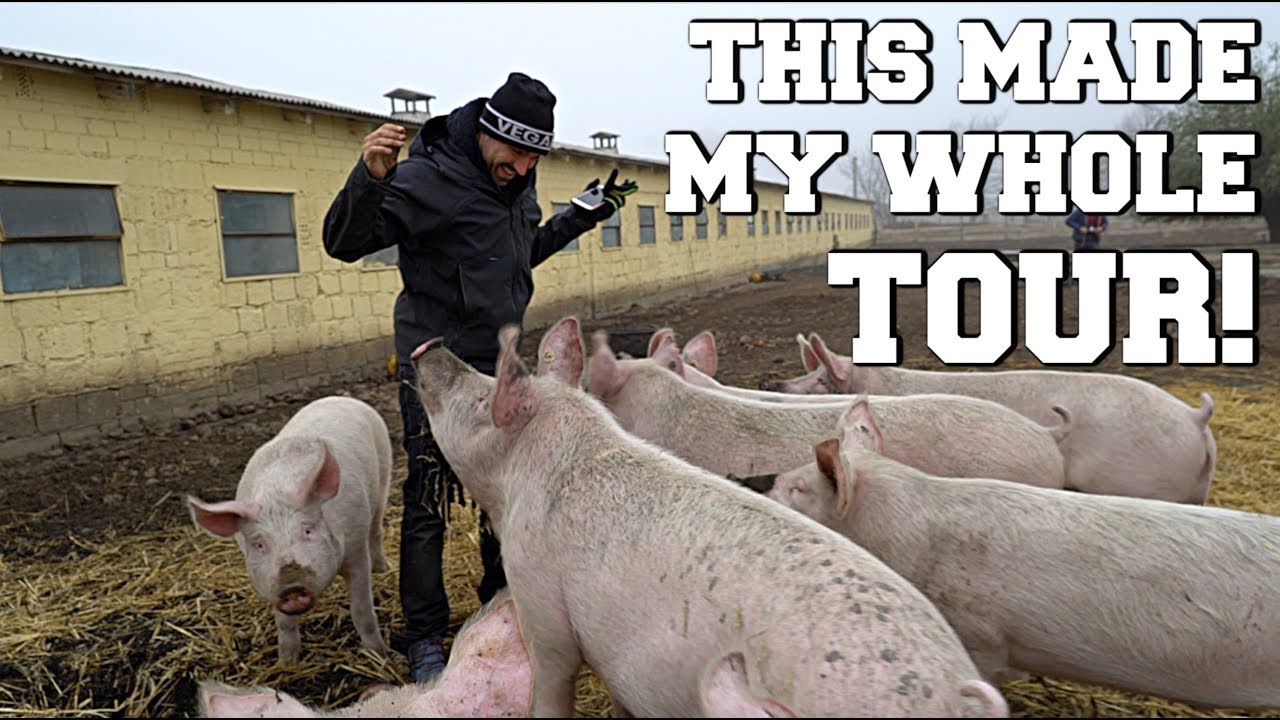 THIS FACTORY FARM TURNED INTO A SANCTUARY!