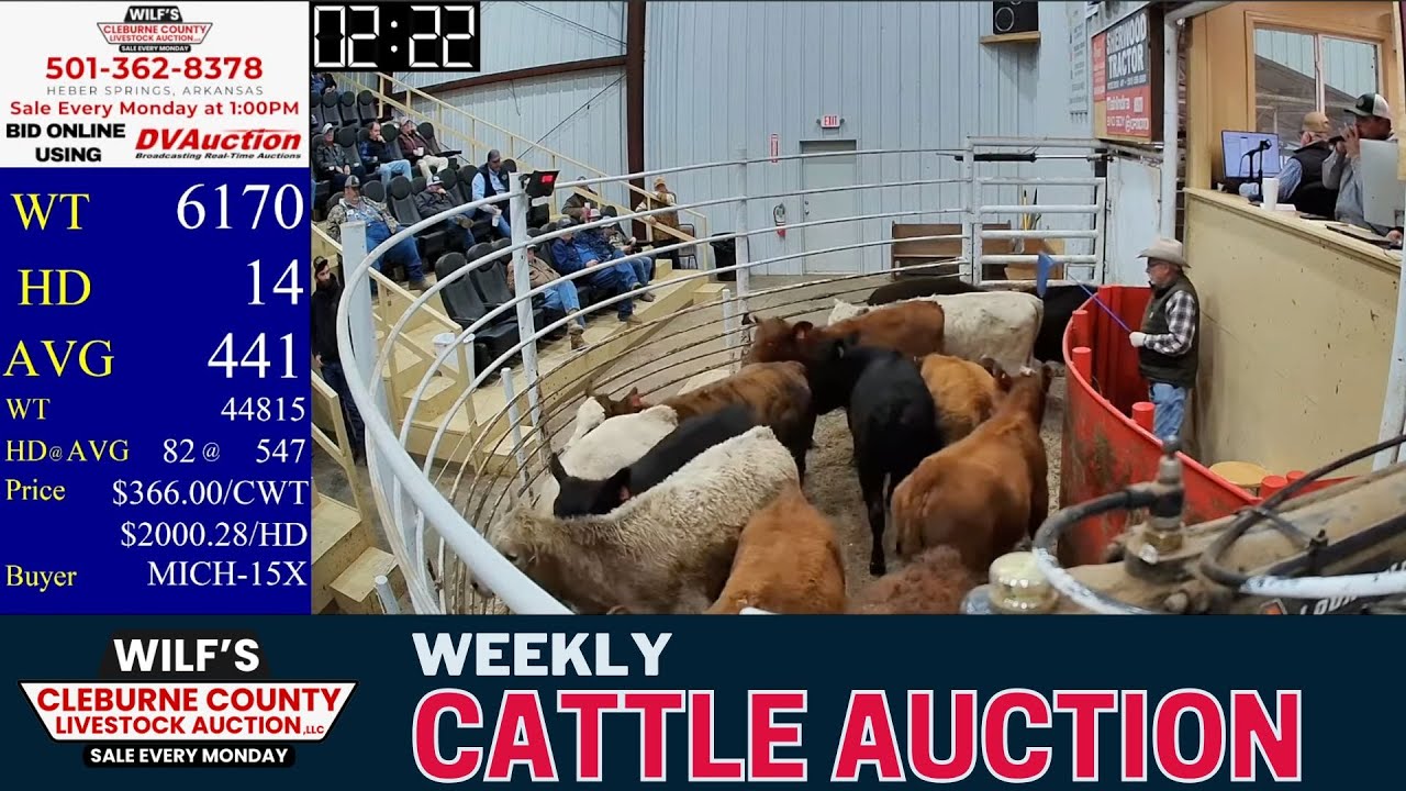 LIVE Cattle Auction Today | Wilf&rsquo;s Cleburne County Livestock Auction | Heber Springs, AR