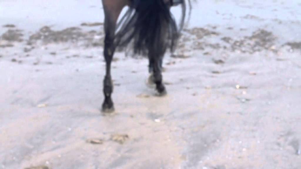 CLIP COLLECTION PENELOPE LEPREVOST N&deg;1