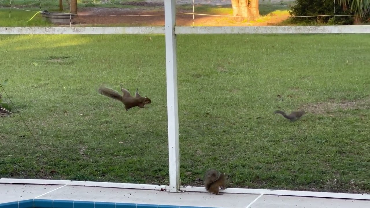 Sebastian & Serena Patrolling Together While Mamita Is Near