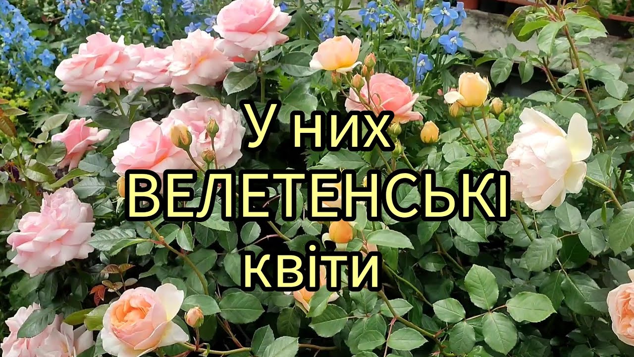 Сорти троянд🌹 з велетенськими квітами😮