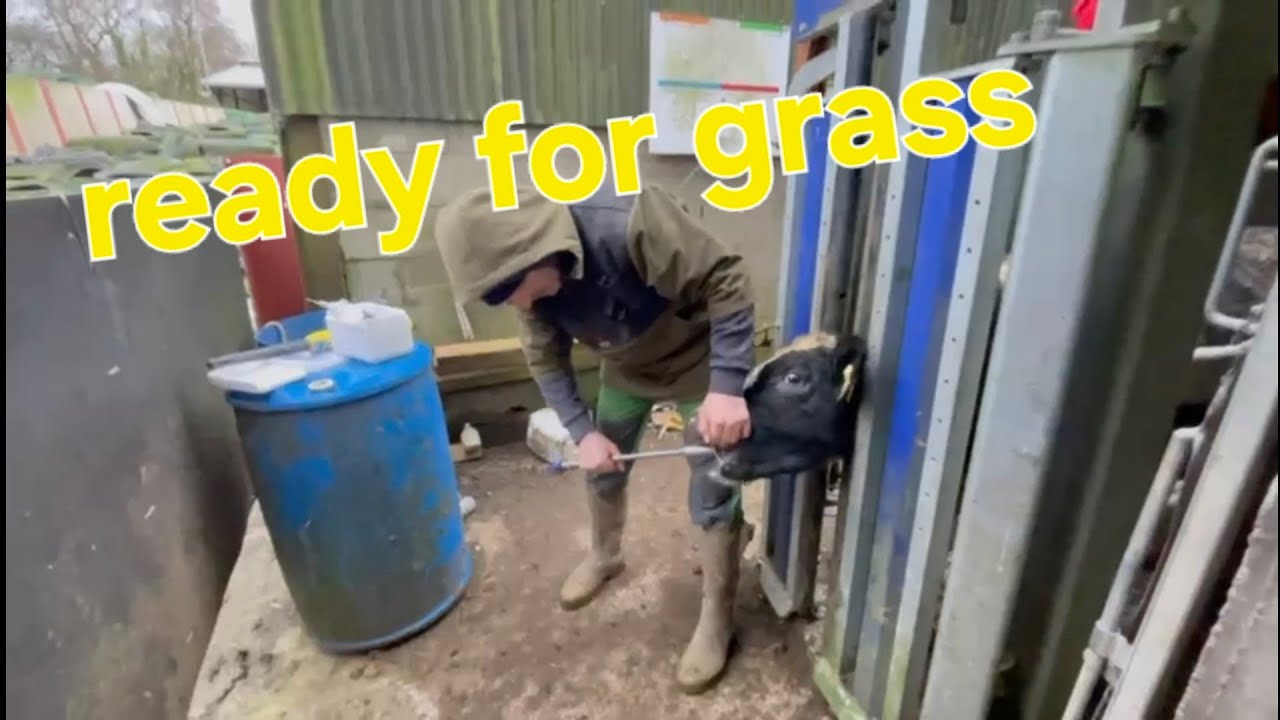 day 150. Getting cattle ready for grazing, storm in a tea cup 🍵