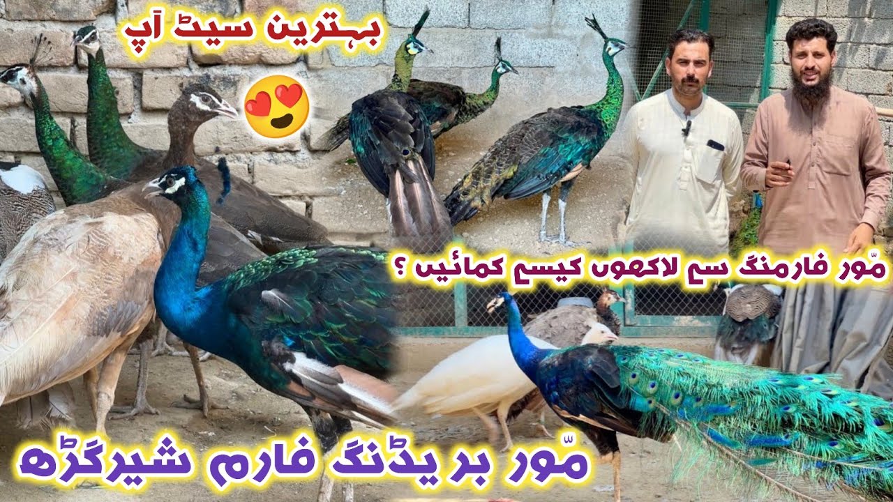 Peacock 🦚 Breeding Farm Business Shergarh KPK 2025 | Turkey Birds & Pheasants | Izhar Ali Shah 