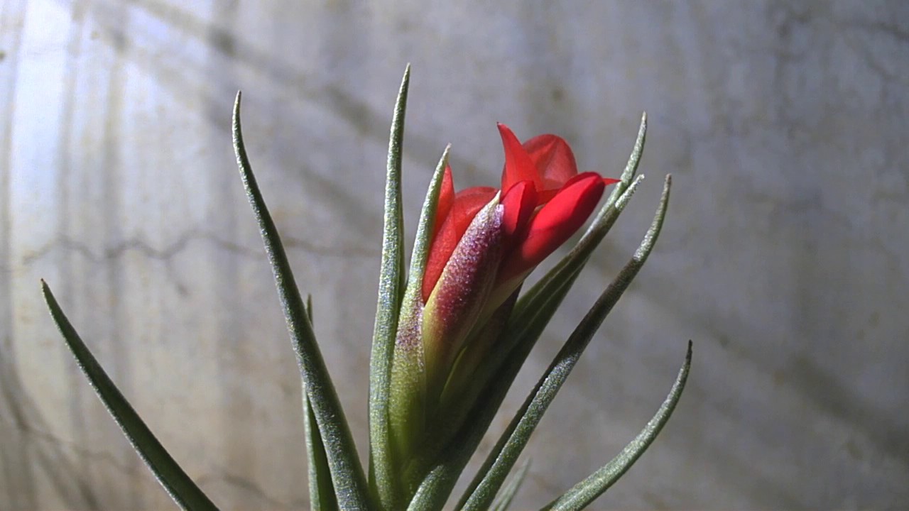 Tillandsia albertiana X Tillandsia edithiae