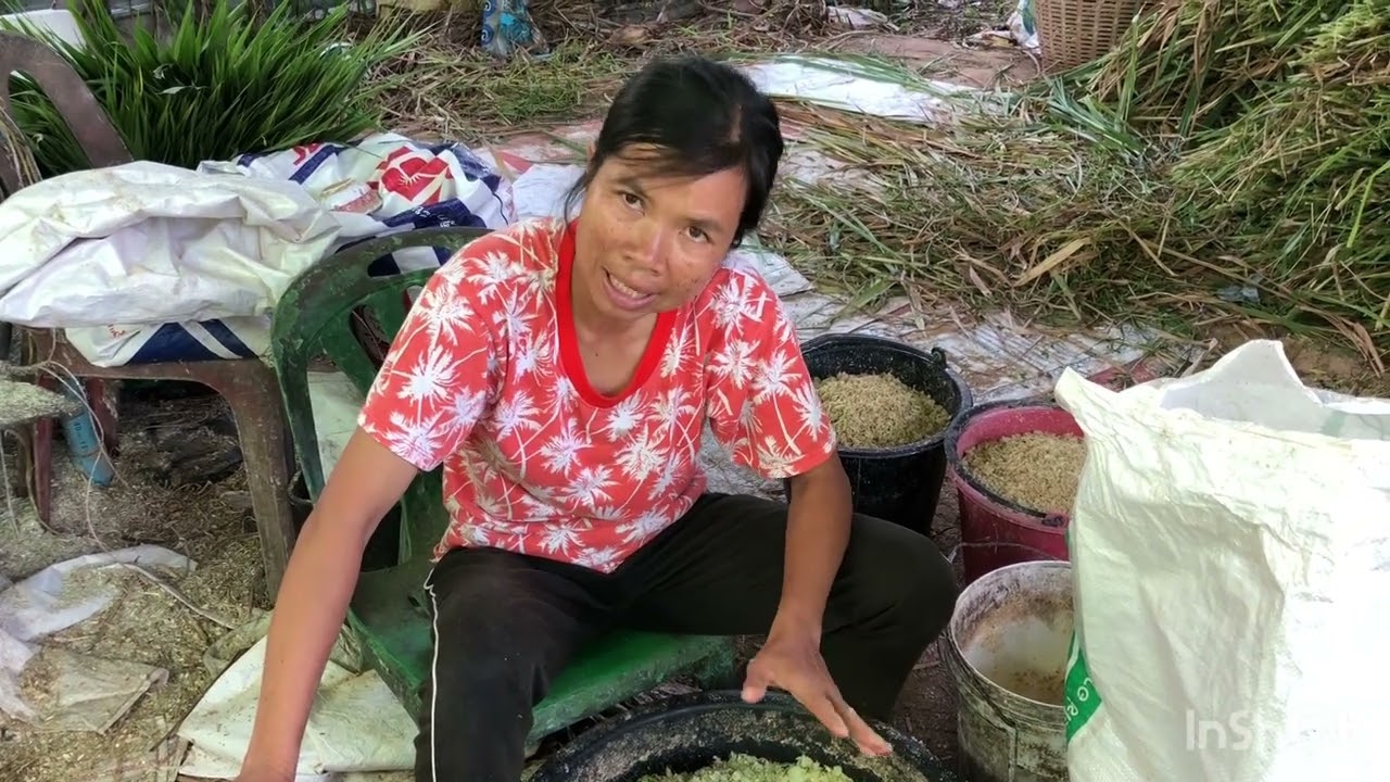 เลี้ยงหมูสตูรลดต้นทุนดูวิธีการบดหญ้าผสมอาหารให้หมูกิน