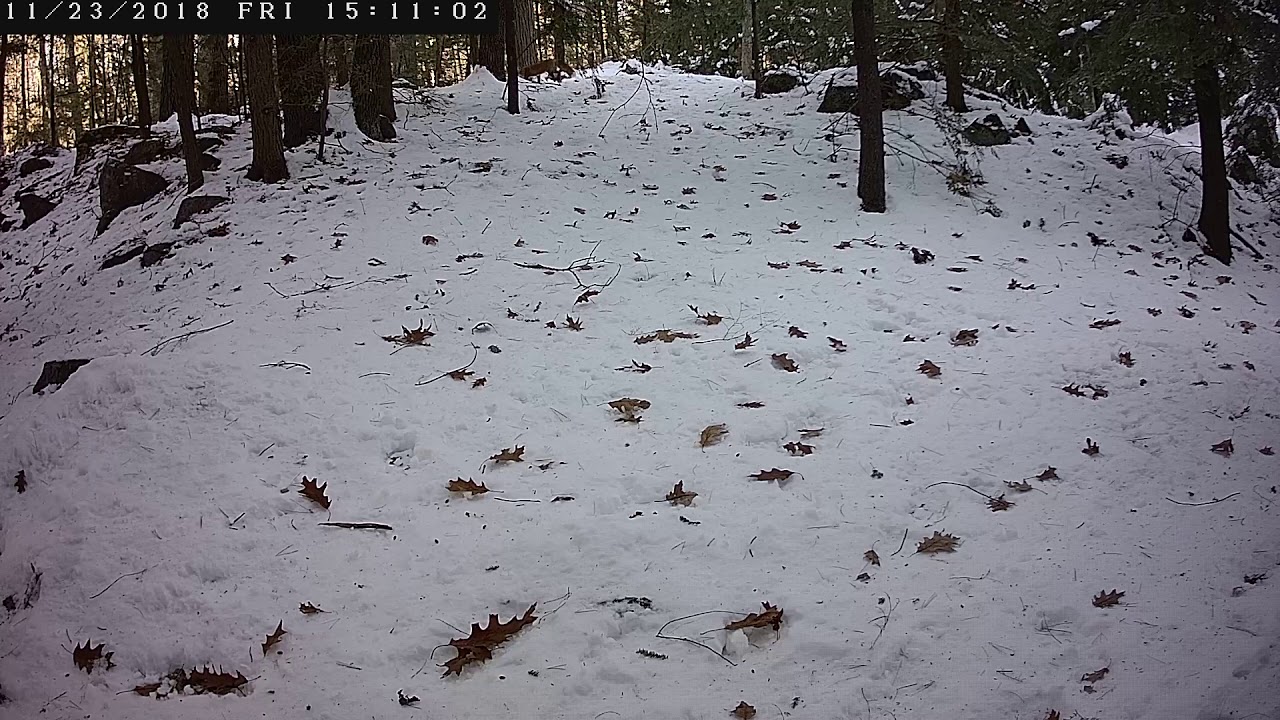 Hawk eating a squirrel gets chased by a red fox
