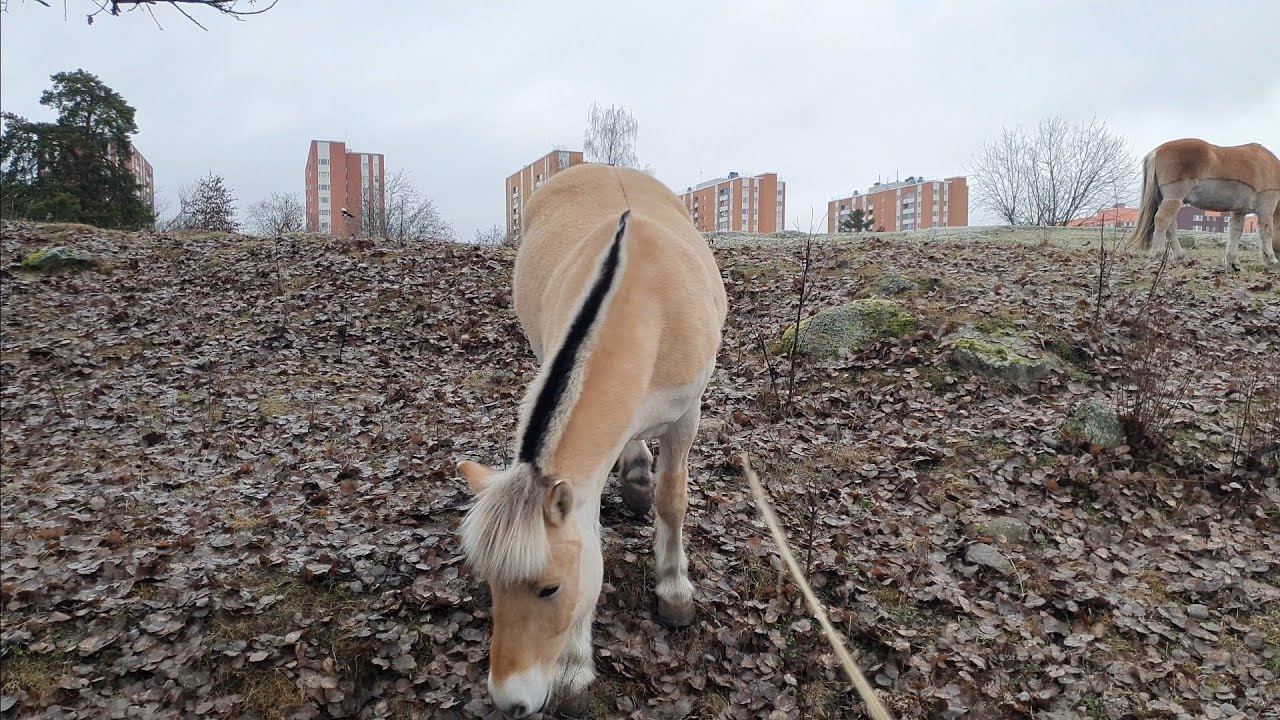 Sweden, Stockholm - Akalla & 4H G&aring;rd (Rinkeby-Kista) #294