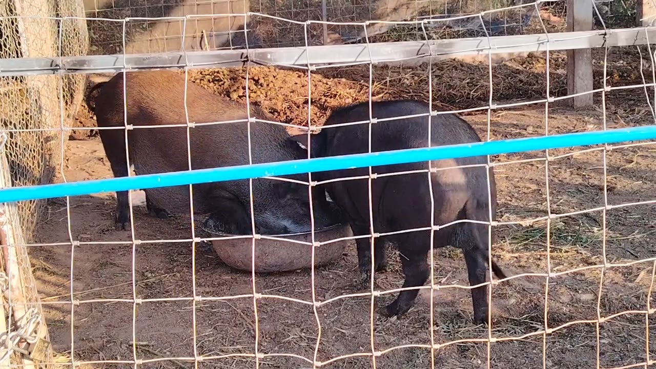 เลี้ยง​หมูป่า​ให้โตไวแข็งแรง​ เลี้ยง​หมูป่า​เป็น​เศรษฐกิจ​เสริม​รายได้​ เลี้ยง​หมูป่า​สร้าง​รายได้​