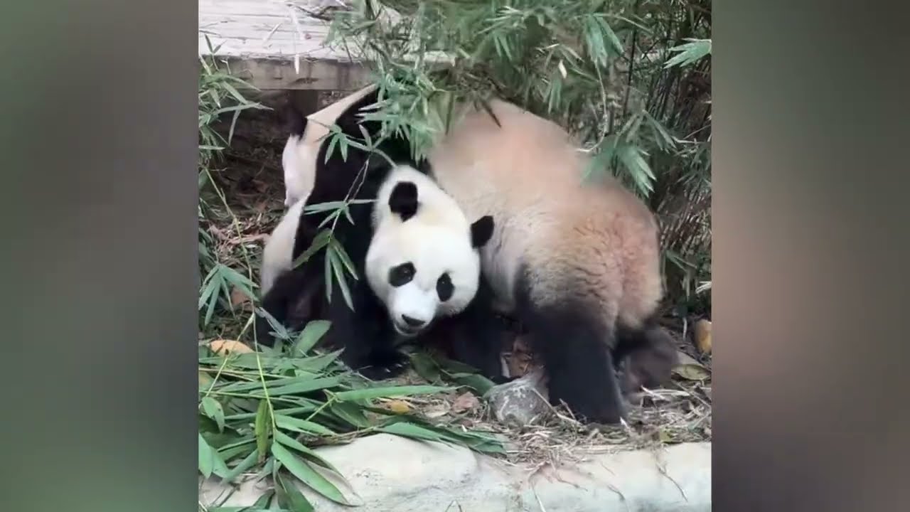 萌萌大年初一和妹珠玩得好瘋，萌萌跳起來教育妹珠，妹珠聰明的躲在桌子底下#panda  #cutepanda  #熊貓妹珠 #大熊貓妹豬