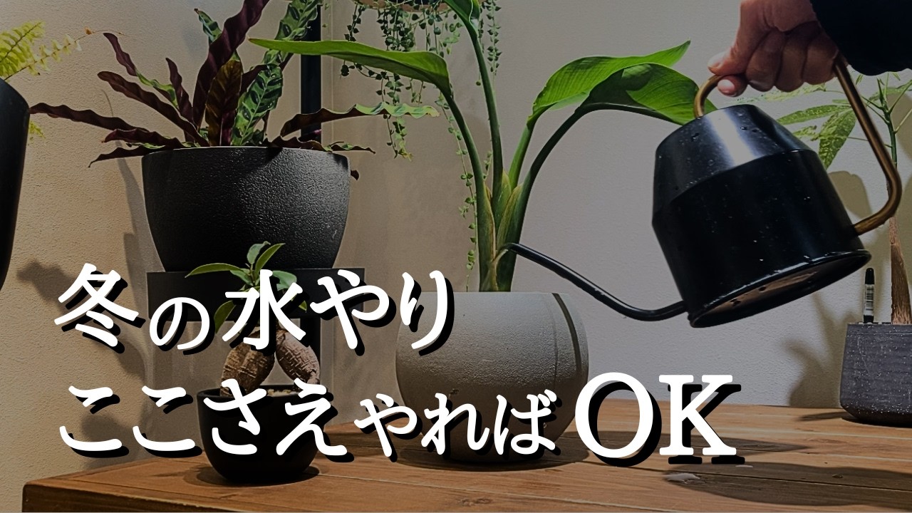 【冬の水やり】ここさえ守れば枯らさない｜100鉢以上育てる観葉植物の冬管理と注意点