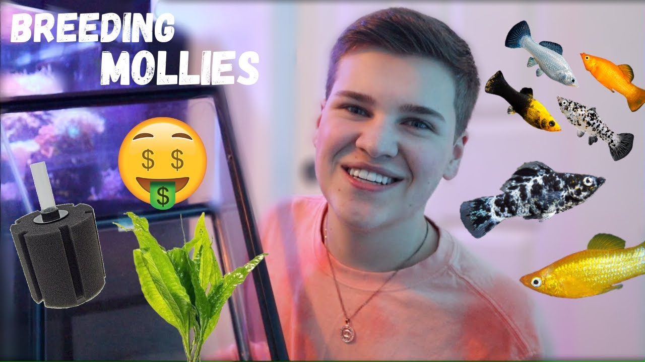 Setting up A Molly Breeding Tank (Breeding Fish for Profit)